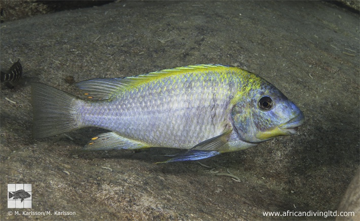 Petrochromis sp. 'yellow back' Izinga Island